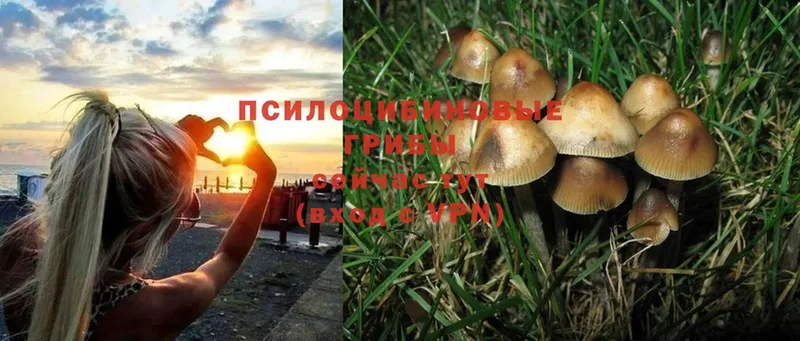 mega сайт  Чита  Галлюциногенные грибы Magic Shrooms 